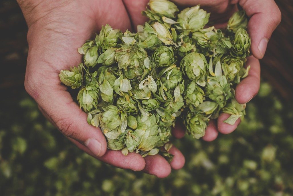Green hops for beer in man's hand