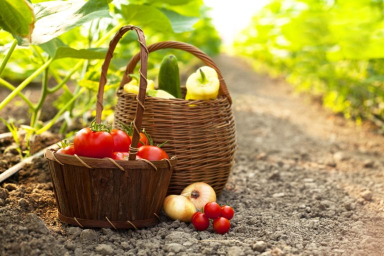 food garden